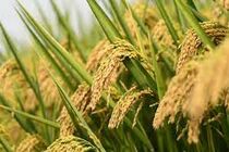  نخستین برداشت ماشینی رقم جدید برنج آنام در گیلان/واردات برنج به گیلان ممنوع شد