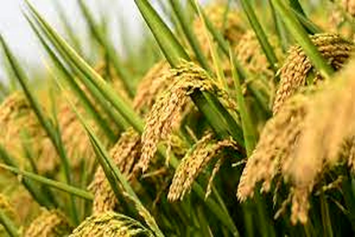 برداشت ماشینی رقم جدید برنج آنام در گیلان