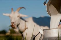 واگذاری تدوین استاندارد "شیر خام بز" به استان خوزستان 