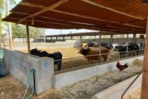 افتتاح 200 طرح خودکفایی و اشتغال مددجویان در پارسیان