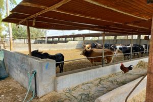 افتتاح 200 طرح خودکفایی و اشتغال مددجویان در پارسیان