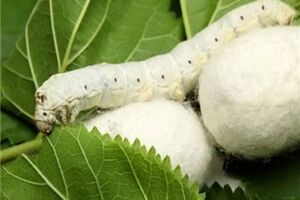 توزیع ۳۶ جعبه تخم نوغان در چهارمحال و بختیاری