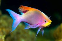 گونه‌ای از ماهی‌ها که چهره انسان را تشخیص می‌دهند