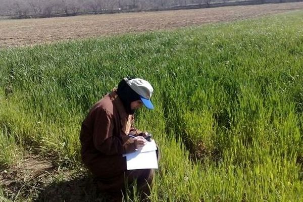 بسیاری از فارغ‌التحصیلان کشاورزی خارج از رشته خود مشغول کار هستند