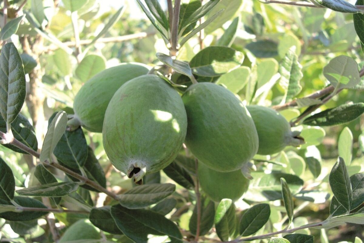 فی جوا