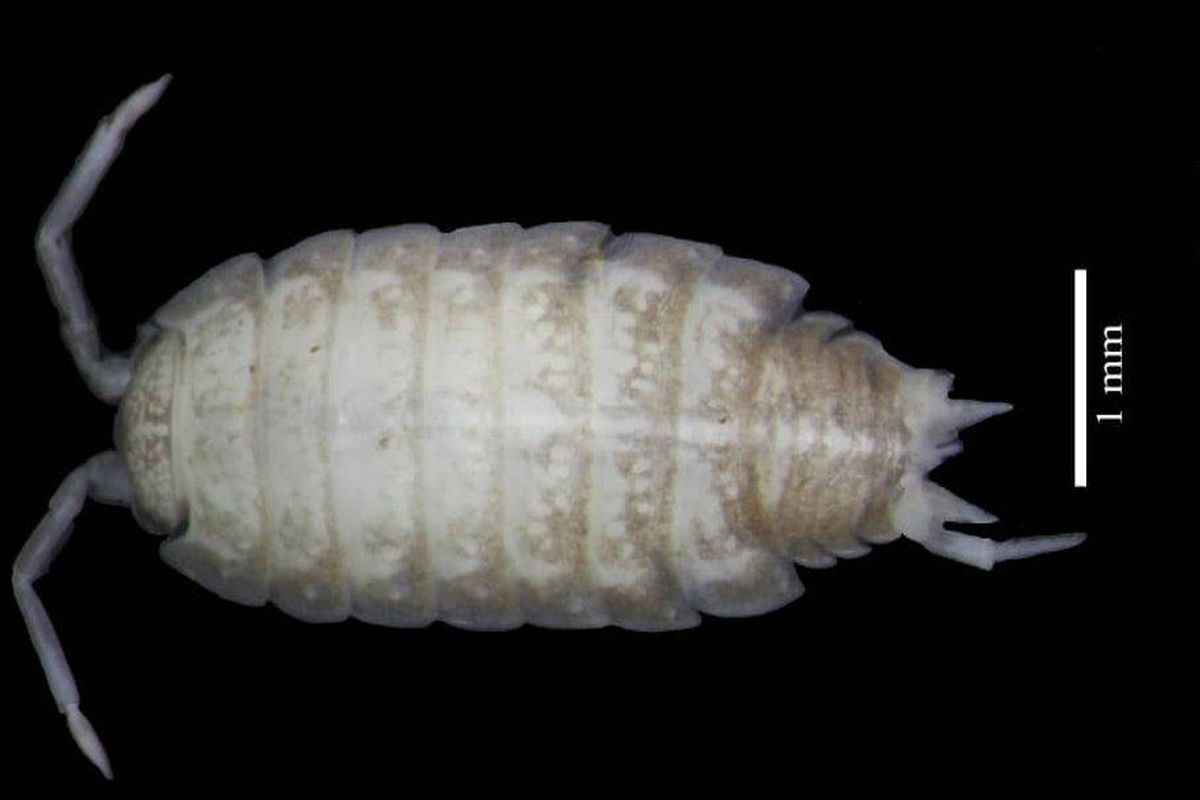 گونه جدید جانوری