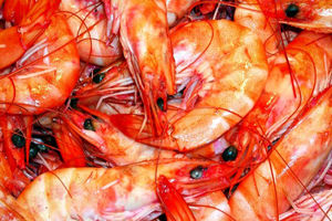 صید ۱۴۱۰ تن میگو از آب های هرمزگان