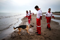 اعزام سگ‌های تجسس زنده‌یاب برای یافتن مفقودان در بندر دیر