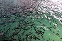 رهاسازی گسترده بچه‌ماهی بومی در هرمزگان؛ گامی ماندگار برای آینده صیادی