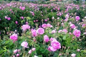 اختصاص ۳۰ هزار هکتار از اراضی کشاورزی به گل محمدی