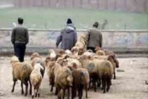 دستگیری  سارقان احشام در میاندوآب 