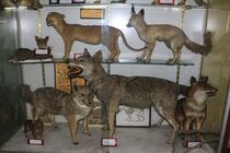 بازدید از موزه تنوع  زیستی اصفهان رایگان است