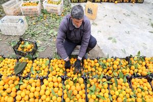 تعاون روستایی مطالبات باغداران مازندرانی را پرداخت نکرد