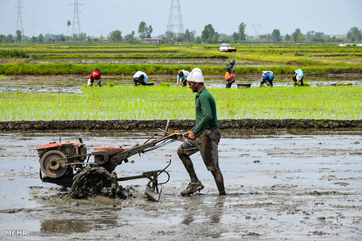 سوخت کشاورزی