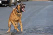 یک کودک دوساله در خمینی شهر قربانی سگ های ولگرد شد 