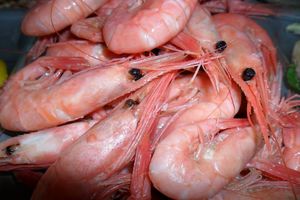 مشکلات تجاری باعث کاهش صادرات میگو شده است/هیچ هورمونى در مرغ وجود ندارد