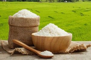 قیمت برنج تولید داخل در حال کاهش است