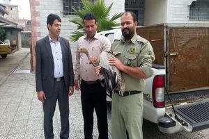 تحویل یک قطعه درنای خاکستری به اداره حفاظت محیط شهرستان رودسر جهت تیمار 