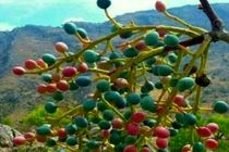 آغاز برداشت بنه از ارتفاعات شهرستان بستک