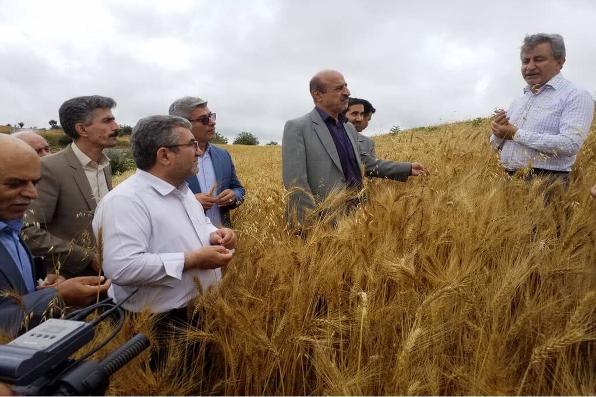 معاون امور زراعت وزیر جهاد کشاورزی در مازندران