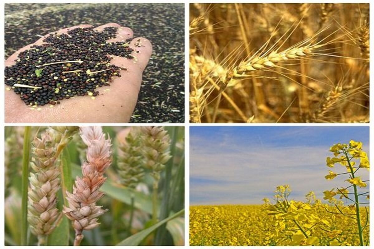 محصولات کشاورزی استان همدان