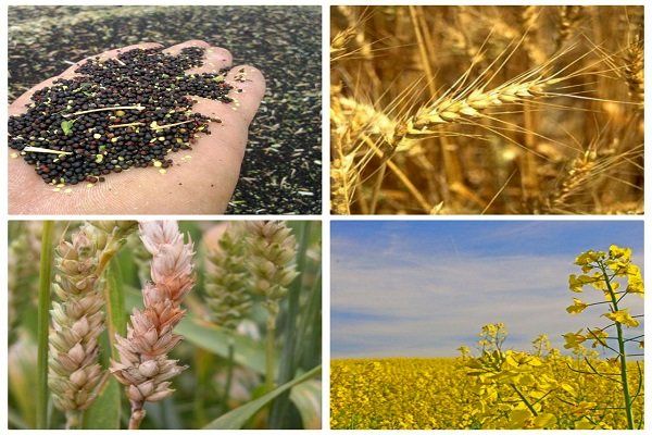 سهم ایران از بازار گیاهان دارویی 1 درصد است