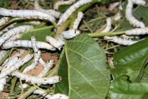 پرورش کرم ابریشم برای اولین بار در البرز 