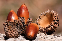 برگزاری جشنواره بلوط در شهرستان گیلان غرب