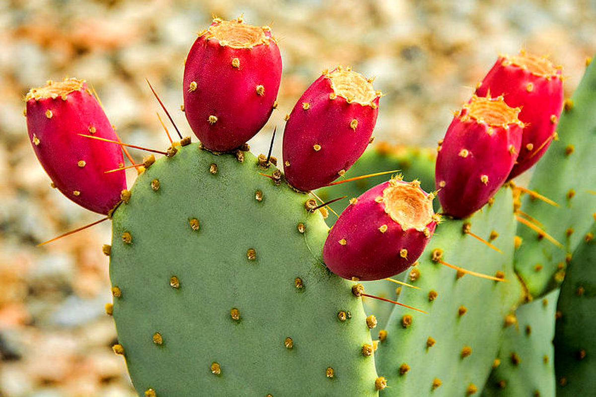 کاکتوس آپونتیا