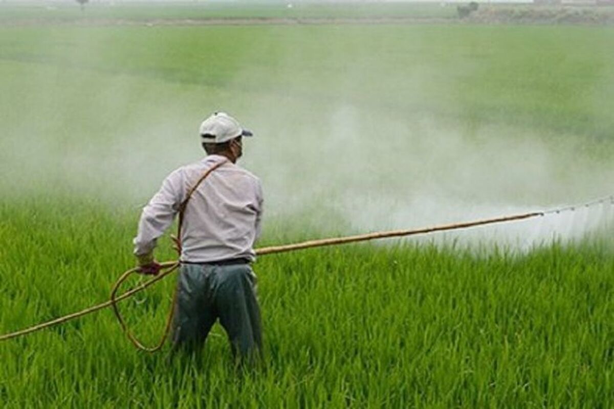 سم‌پاشی گسترده مزارع گندم و جو کرمانشاه 