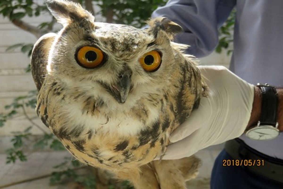 اصفهان- پرنده شاه بوف