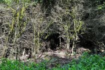 کارگاه مشورتی مبارزه با بلایت شمشاد در چالوس آغاز به کار کرد