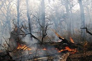 عاملان آتش سوزی در طبیعت به حبس محکوم می شوند