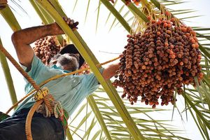 اصلاح نخلستان ها در کشور یک ضرورت است/ دوران جنگ تحمیلی آسیب های زیادی به نخیلات کشور وارد کرد