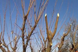 امیدوارم این بچه افغان اختلاس گر نشود 