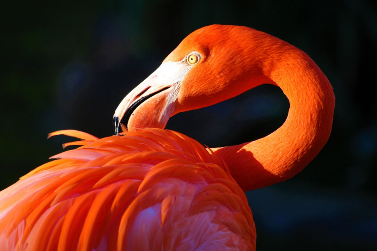 فلامینگو