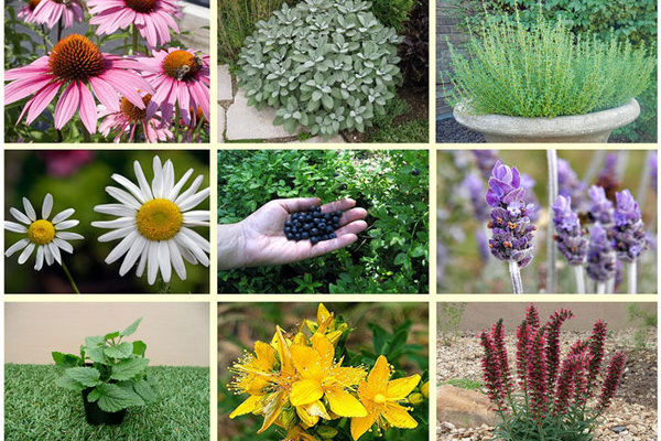 6500 نشا گیاهان دارویی در سوادکوه شمالی توزیع شد