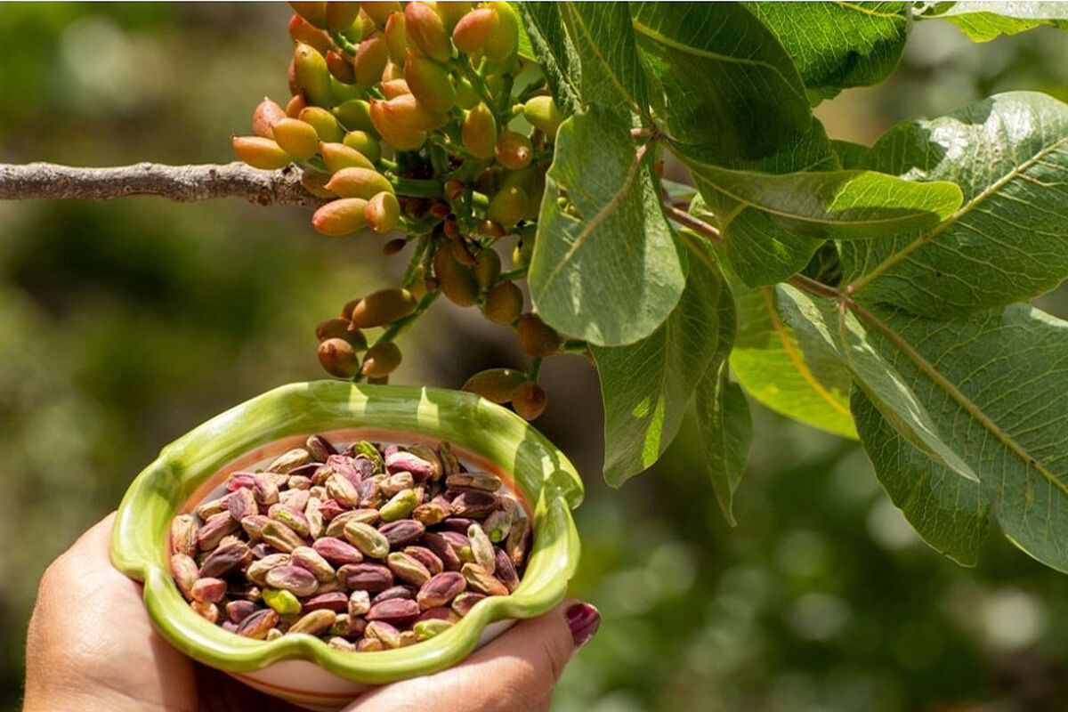 باغ‌های پسته خوشاب