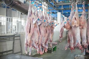 افزایش ۴۰ درصدی نذورات قربانی در فارس