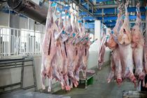 افزایش ۴۰ درصدی نذورات قربانی در فارس
