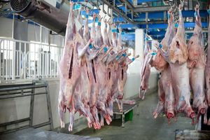 افزایش ۴۰ درصدی نذورات قربانی در فارس