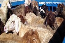 احشام قاچاق در ملکشاهی کشف شد