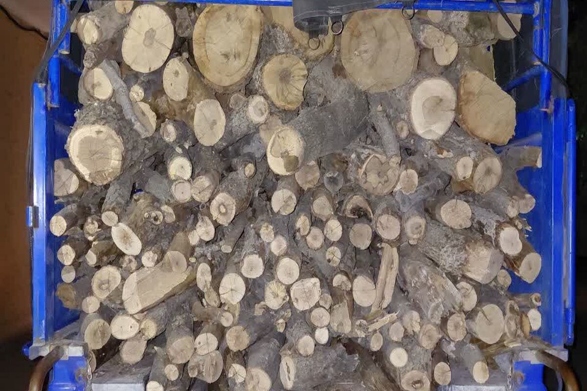 قاچاق چوب بلوط 