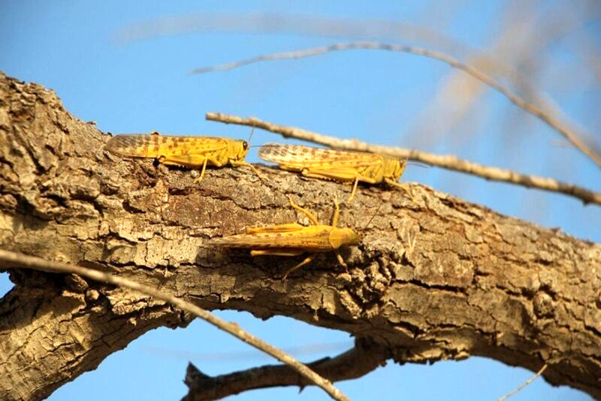 ملخ غول پیکر