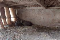 زنده‌گیری یک خرس قهوه‌ای در پارک ملی کیاسر