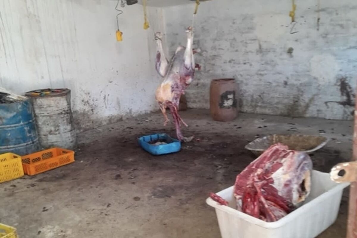کشتارگاه غیرمجاز