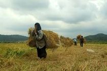 اگر وضعیت کشاورزان مشخص نشود سوال یا استیضاح وزیر کشاورزی در دستور کار قرار می گیرد