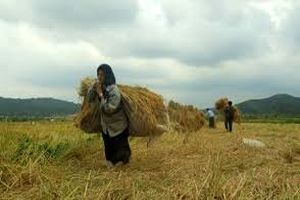کشاورزان پی برده اند که باید از آب به درستی استفاده کرد