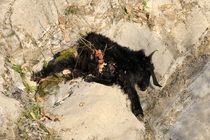 حمله ی پلنگ؛ آفت دام های بشاگرد