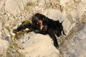 حمله ی پلنگ؛ آفت دام های بشاگرد